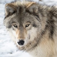 Big Run Wolf Ranch photo 5