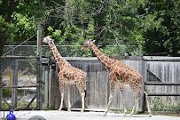 Zoo Knoxville photo 3