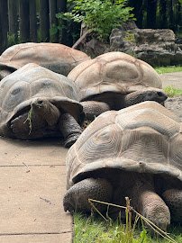 Zoo Knoxville photo 6