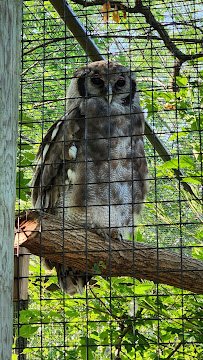 Sumatran Orangatan photo 3