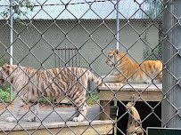 Gulf Breeze Zoo photo 3