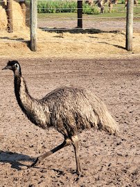 Gulf Breeze Zoo photo 5