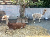 Children's Zoo photo 2