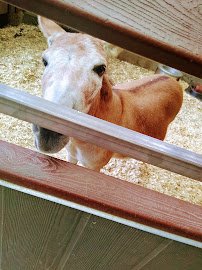 Children's Zoo photo 4