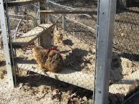 Meerkat Maze