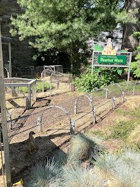 Meerkat Maze photo 2