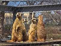 Meerkat Maze photo 4