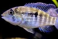 Rivers to Reefs Aquariums photo 4