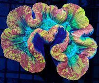 Rivers to Reefs Aquariums photo 5