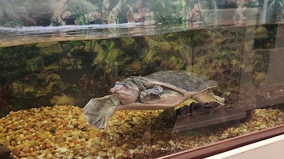 Bug & Reptile Museum photo 2