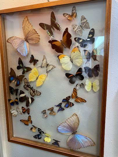 Bug & Reptile Museum photo 4