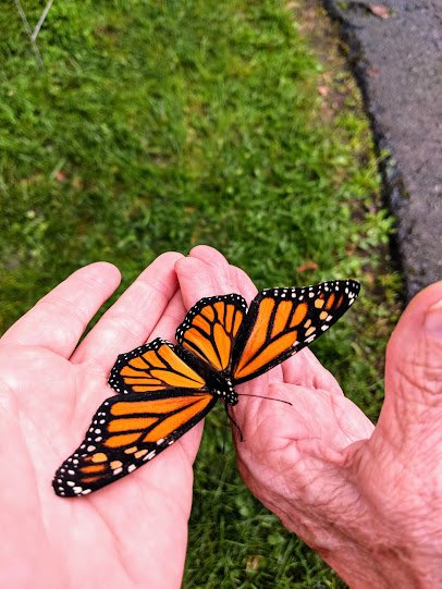 The Allen County Children's Garden photo 5