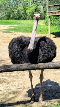 Zoosiana photo 6