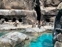 Brookfield Zoo Chicago photo 4