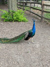 Brookfield Zoo Chicago photo 5