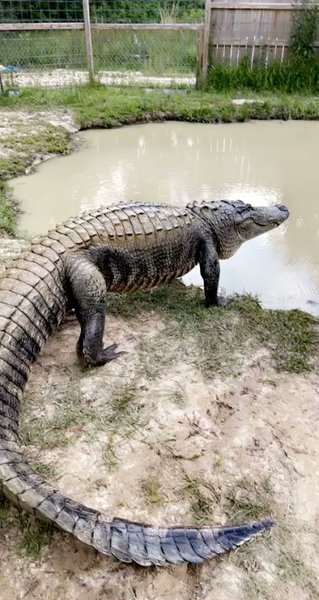Kliebert & Son’s Gator Tours photo 2