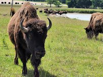 Tupelo Buffalo Park & Zoo