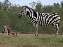 Tupelo Buffalo Park & Zoo photo 4
