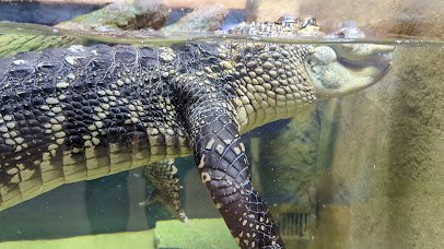 Snake Discovery: A Reptile Experience photo 2