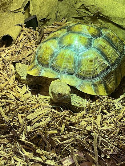 Snake Discovery: A Reptile Experience photo 4