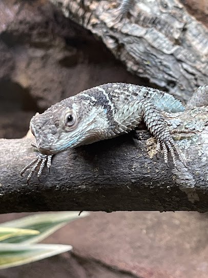 Snake Discovery: A Reptile Experience photo 6