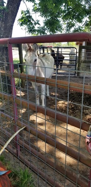 Flying Pigs Petting Zoo and Pony Rides photo 3