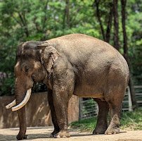 Saint Louis Zoo photo 4