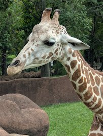 Saint Louis Zoo photo 5