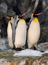Saint Louis Zoo photo 6