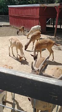 Smoky Mountain Deer Farm and Exotic Petting Zoo photo 2