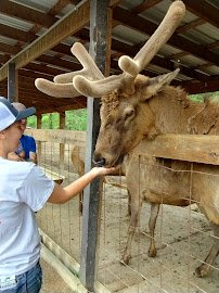 Smoky Mountain Deer Farm and Exotic Petting Zoo photo 6