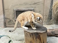 Nairobi Village photo 4