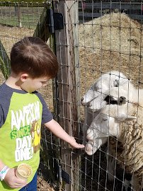 Jubilee Zoo Mobile Services & Brandi’s Barnyard photo 5