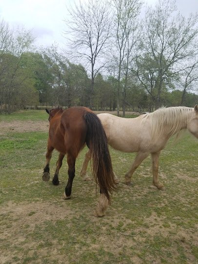 Jubilee Zoo Mobile Services & Brandi’s Barnyard photo 6