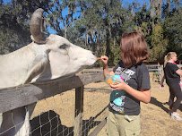 Bf Petting Zoo