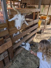 Bf Petting Zoo photo 3