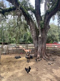 Bf Petting Zoo photo 4