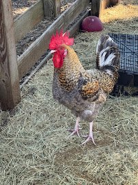 Bf Petting Zoo photo 6