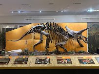 The Palm Beach Museum of Natural History