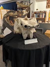 The Palm Beach Museum of Natural History photo 5