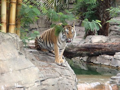 Tiger Lodge