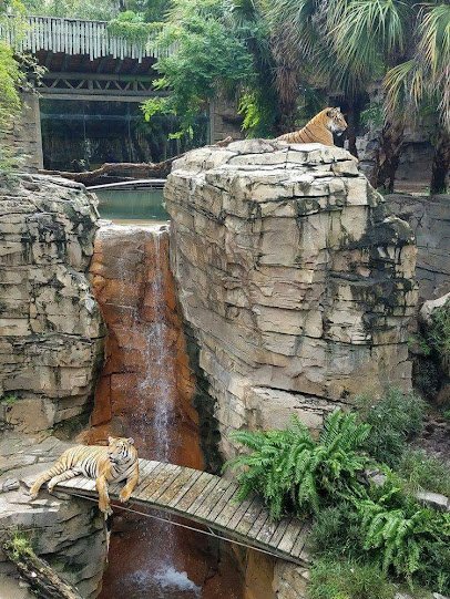 Tiger Lodge photo 2