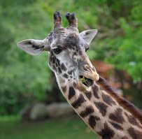 Cleveland Zoological Society photo 4