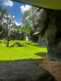 Gorilla Habitat