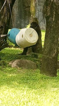 Gorilla Habitat photo 2