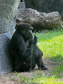 Gorilla Habitat photo 3
