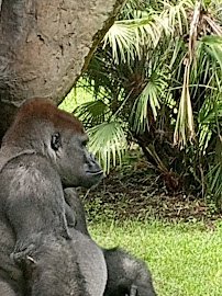 Gorilla Habitat photo 4