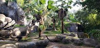 Gorilla Habitat photo 5
