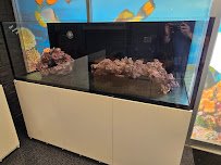 CB'S Tropical Aquarium photo 2