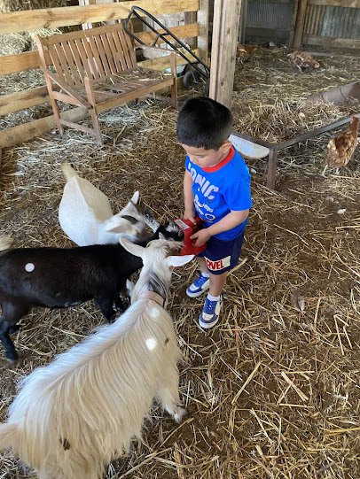 Enchanted Farm Mobile Petting Zoo photo 3